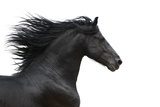Czarny koń w galopie – esencja pasji
 Fototapety do Sypialni Fototapeta