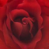 Czerwona róża z bardzo bliska
 Kwiaty Fototapeta