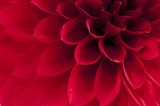 Dalia – karminowe zbliżenie na płatki Kwiaty Fototapeta