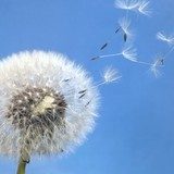dandelion blowball and flying seeds  Dmuchawce Fototapeta