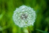 Dandelion in green field  Dmuchawce Fototapeta