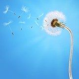 Dandelion on the long stem and on the blue sky  Dmuchawce Fototapeta
