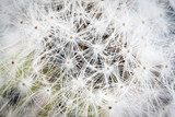 Dandelion seed background, macro.  Dmuchawce Fototapeta