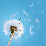 Dandelion seeds blown in the sky  Dmuchawce Fototapeta