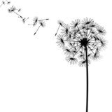 dandelion with seeds in the wind  Dmuchawce Fototapeta