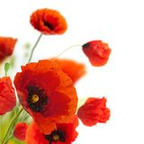 Dekoracyjne maki – czerwone kwiaty na białym tle Kwiaty Fototapeta