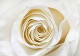 Delikatność o imieniu róży Kwiaty Fototapeta