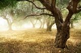 Drzewko oliwne – wspomnienie lata Krajobraz Fototapeta