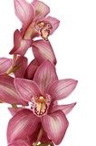 Egzotyczne orchidee w klimacie spa
 Kwiaty Fototapeta