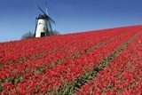 Esencja Holandii – wiatrak i tulipany
 Obrazy do Salonu Obraz