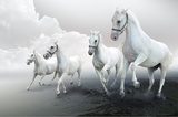 Flagowe zwycięstwo. Białe konie. Zwierzęta Fototapeta
