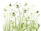 floral background with  grass and dandelions  Dmuchawce Fototapeta
