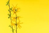 Forsycja. Żółty symbol lata. Kwiaty Fototapeta