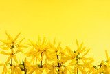 Forsycje - żółte spoglądanie na świat Kwiaty Fototapeta