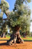 Gaj oliwny – południe Europy okiem artysty
 Obrazy do Jadalni Obraz