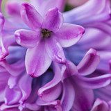 Hiacynty w kolorze purpury Kwiaty Fototapeta