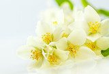 Jaśmin - kwiat pełen zapachu  Kwiaty Fototapeta