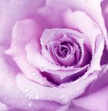 Kolor purpury – róża w zbliżeniu
 Fototapety do Łazienki Fototapeta