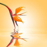 Kwiat pomarańczy w tafli wody Kwiaty Fototapeta