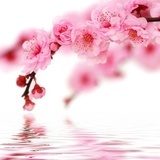 Kwiat wiśni – kwitnąca Japonia symbolicznie
 Fototapety do Łazienki Fototapeta