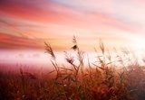Łany zbóż – mglisty poranek na wsi
 Kwiaty Obraz