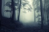 Las za mgłą – tajemnice przyrody
 Krajobrazy Obraz