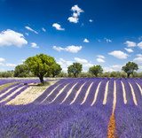 Lavande Provence France / lavender field in Provence, France Prowansja Fototapeta