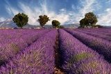 Lavender field in Provence, France  Optycznie Powiększające Fototapeta
