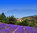 Lawendowe pola i widok na Mont Ventoux Prowansja Fototapeta