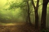 Leśna mgła – poranek w zielonym gaju
 Krajobrazy Obraz