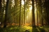 Letni las w promieniach słońca
 Krajobraz Fototapeta