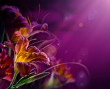 Lilie w fioletowym blasku  Kwiaty Fototapeta
