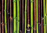 Łodygi bambusa – zbliżenie na Azję
 Tekstury Fototapeta
