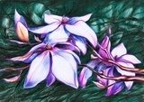 Magnolia koloru pastelowego Obrazy do Salonu Obraz