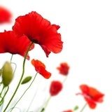 Maki – czerwone kwiaty w kontrastach
 Kwiaty Obraz