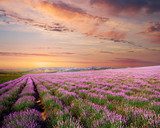 Meadow of lavender Prowansja Fototapeta