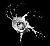 Monochromatyczna róża Kwiaty Fototapeta