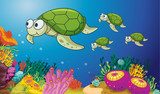 Morskie żółwie  Fototapety do Pokoju Dziecka Fototapeta