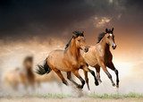 Mustang w dzikiej dolinie Zwierzęta Obraz