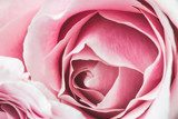 Na górze różowe róże
 Kwiaty Obraz