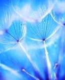 Niebieski dmuchawiec – ulotność natury
 Obrazy do Łazienki Obraz
