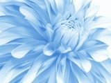 Niebieski kwiat – natura w niezwykłych pastelach 
 Kwiaty Fototapeta