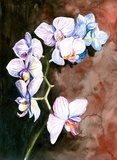 Orchidea malowana akwarelą Obrazy do Salonu Obraz