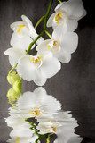 Orchidea - skarb naszego świata  Kwiaty Fototapeta