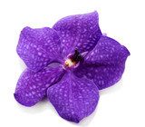 Orchidea w blasku purpury  Kwiaty Fototapeta
