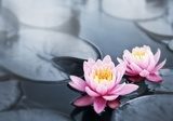 Orientalny lotos – klimat jak ze spa
 Kwiaty Obraz