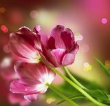 Otwarte tulipany – kwiaty w domu
 Kwiaty Obraz