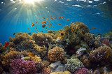 Piękno spowite przez oceaniczną wodę Rafa koralowa Fototapeta
