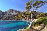 Pin du littoral dans les calanques de Marseille Prowansja Fototapeta