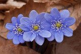 Przylaszczkowe trio w niebieskim tonie Kwiaty Fototapeta